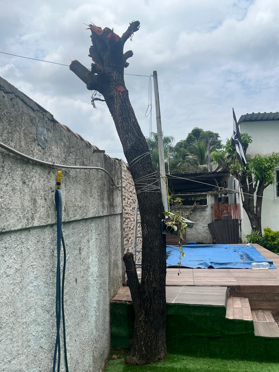 UPAm Pedra Branca identifica corte irregular de árvore em Jacarepaguá, após denúncia do Linha Verde